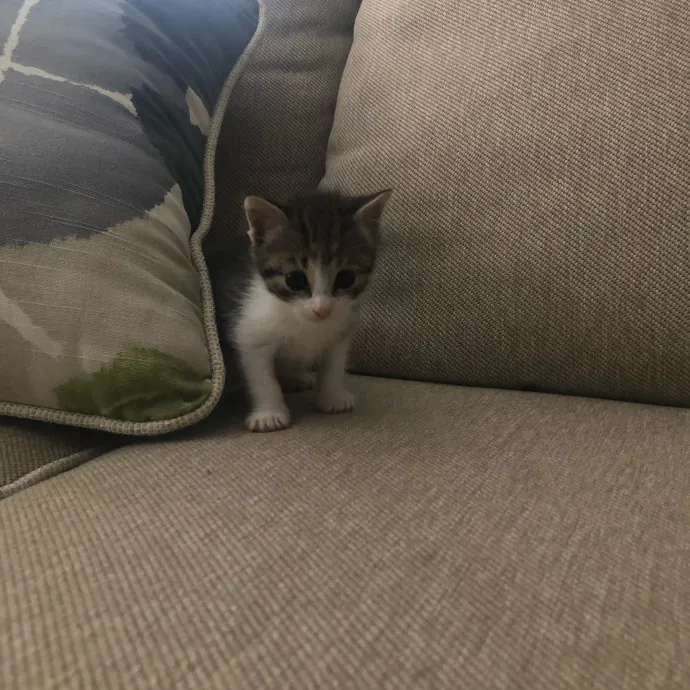 Snuggle Bug Kitty Care