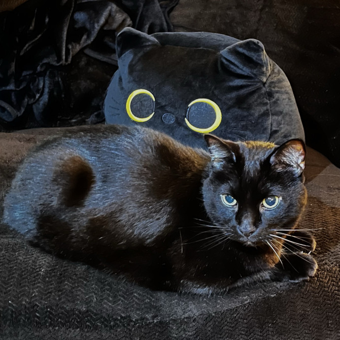 Gentle Reliable Cat Sitter