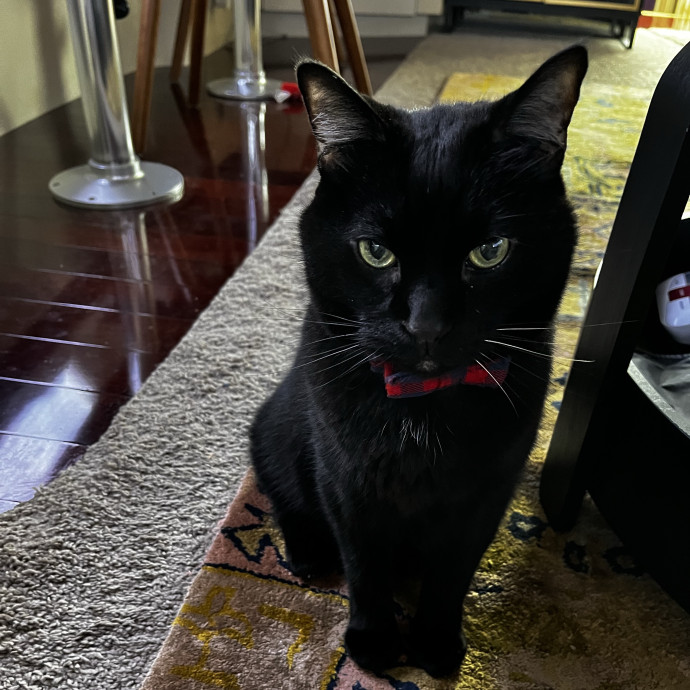 Gentle Reliable Cat Sitter photo 3