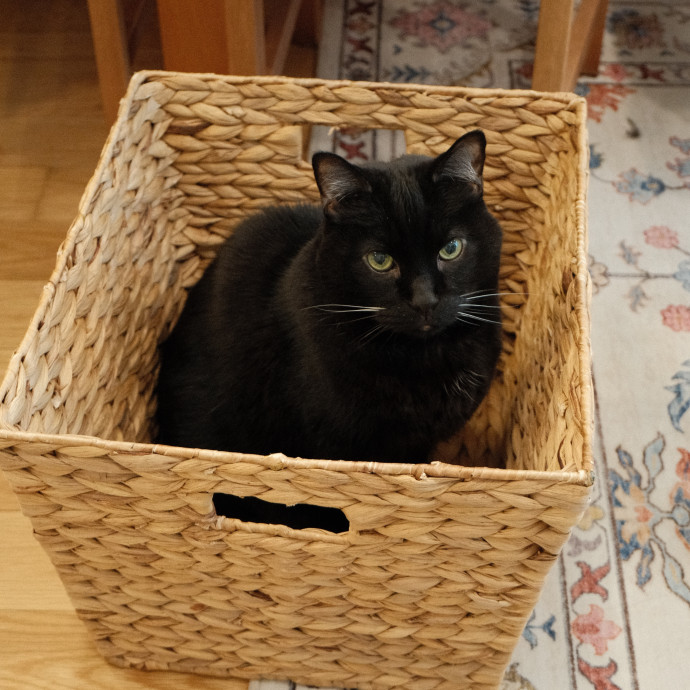 Gentle Reliable Cat Sitter photo 2
