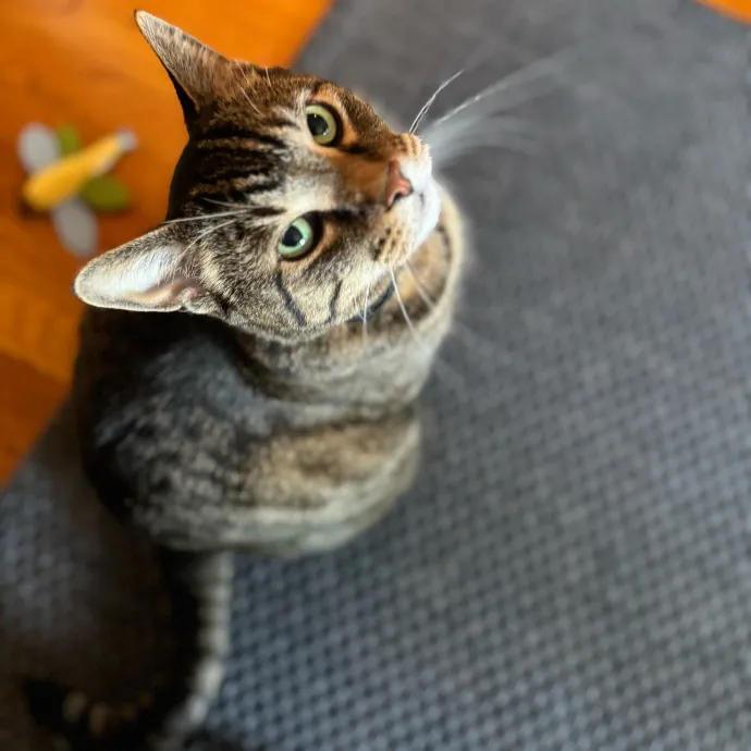 The Wright Cat Service