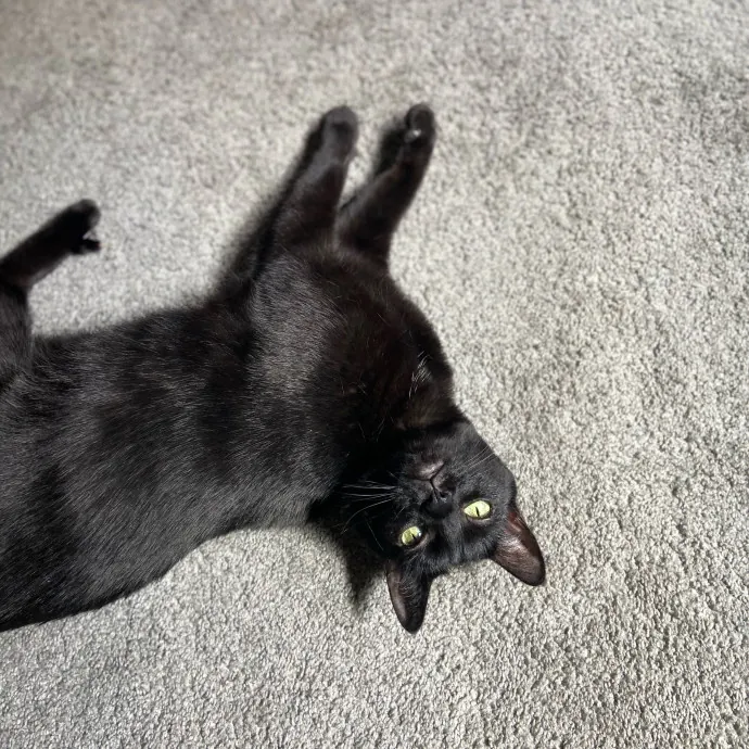 The Wright Cat Service