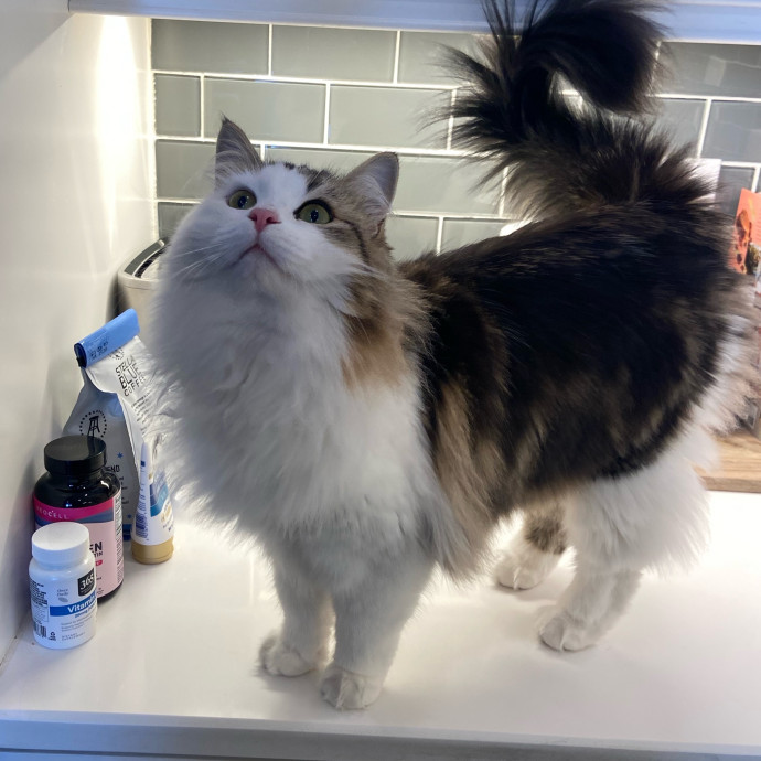 The Wright Cat Service
