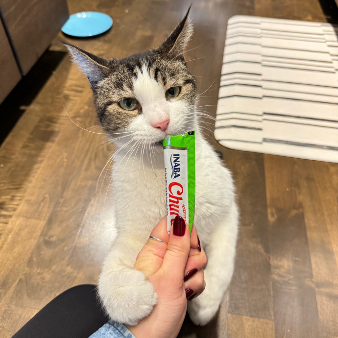 The Wright Cat Service