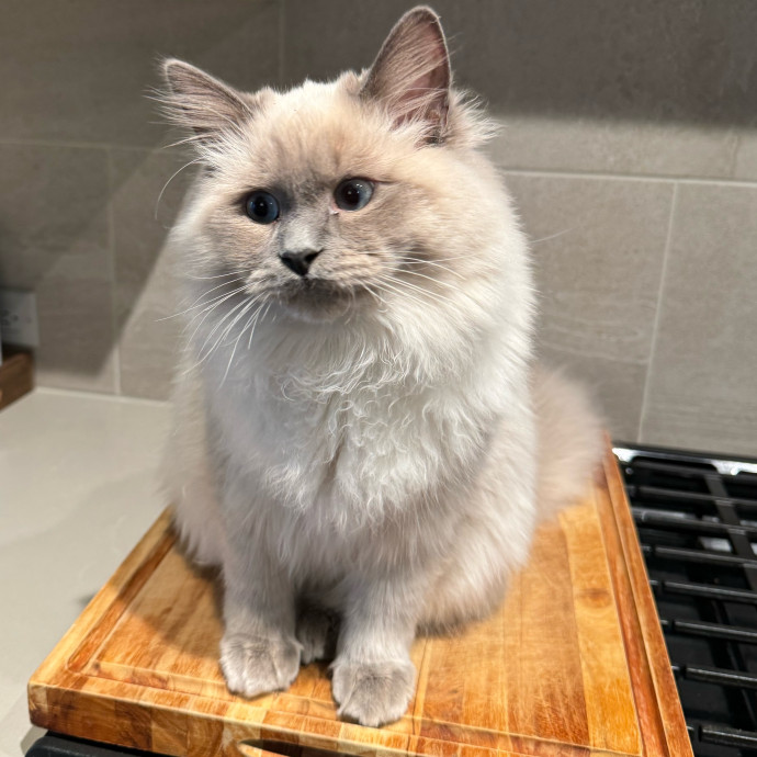 The Wright Cat Service