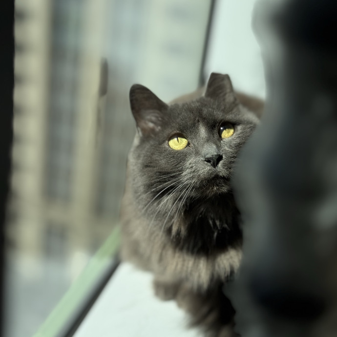The Wright Cat Service