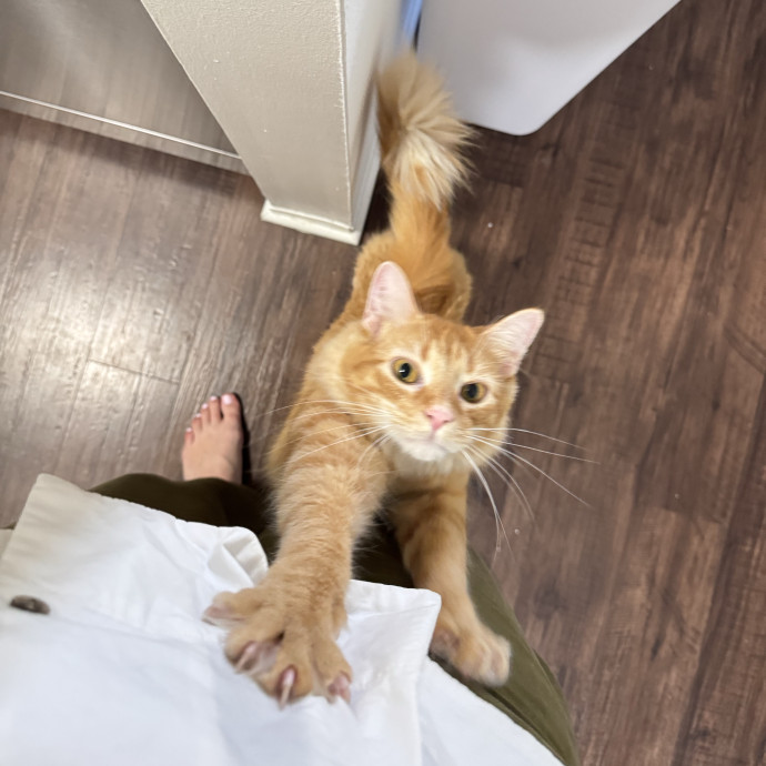 The Wright Cat Service