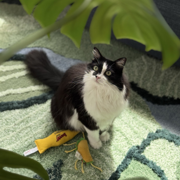 The Wright Cat Service
