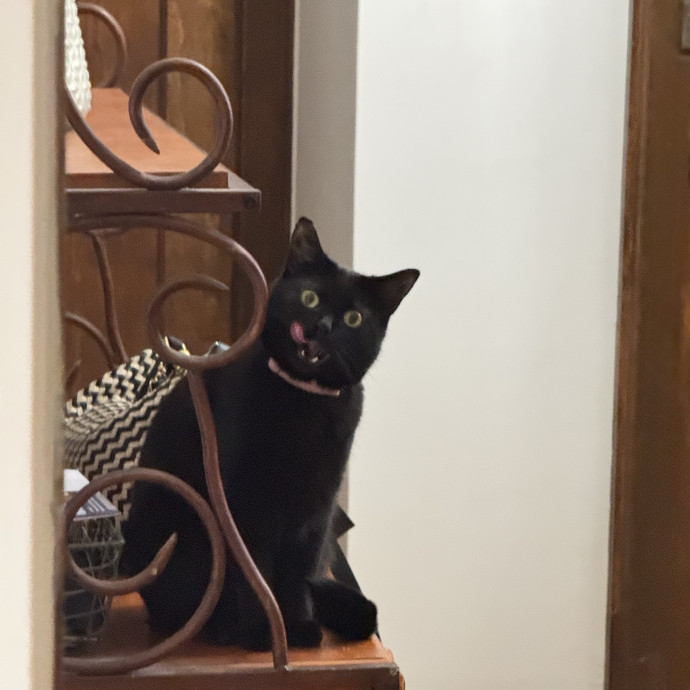 The Wright Cat Service