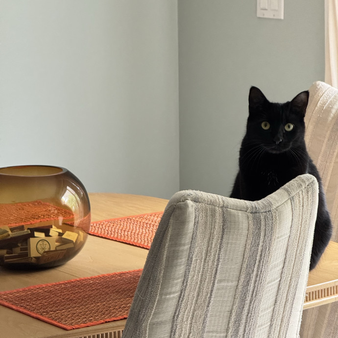 The Wright Cat Service