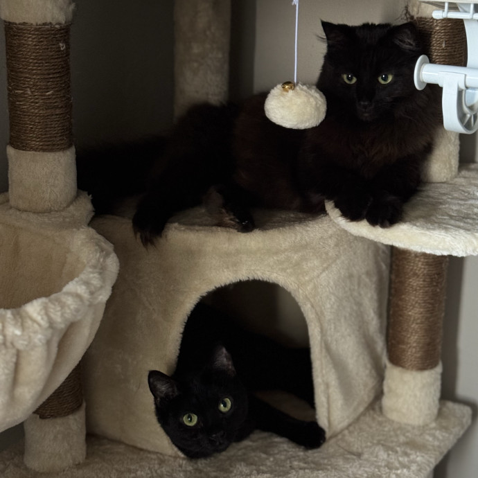 The Wright Cat Service photo 2