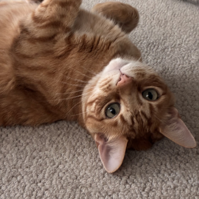 Reliable And Trusted Cat Sitter