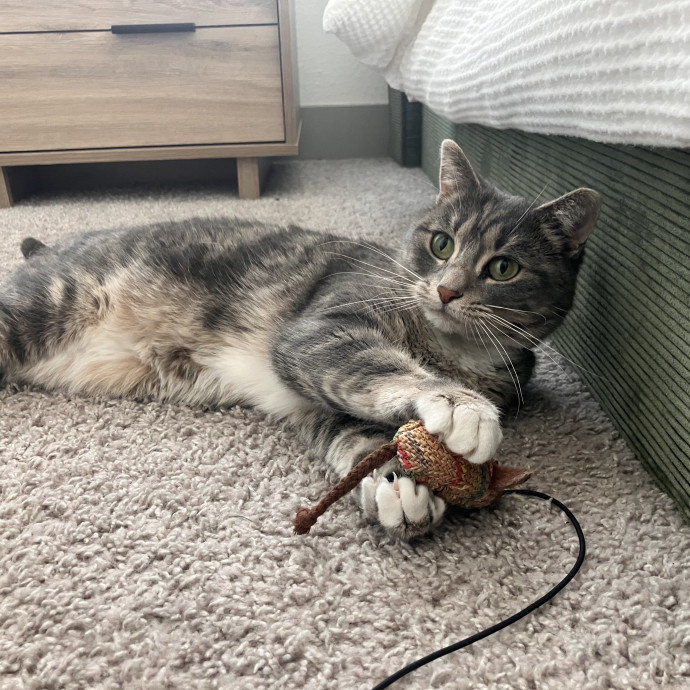 Reliable And Trusted Cat Sitter