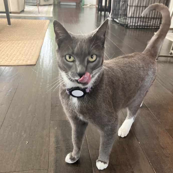 Reliable And Trusted Cat Sitter photo 3
