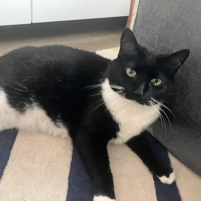 Reliable And Trusted Cat Sitter photo 2
