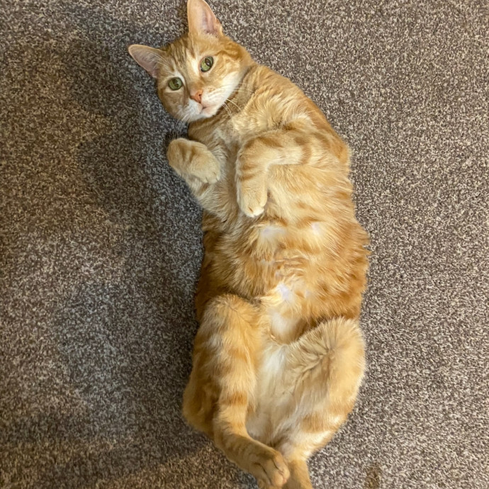 Your Cat's New Best Friend photo 3
