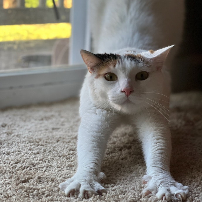Your Cat's New Best Friend photo 2