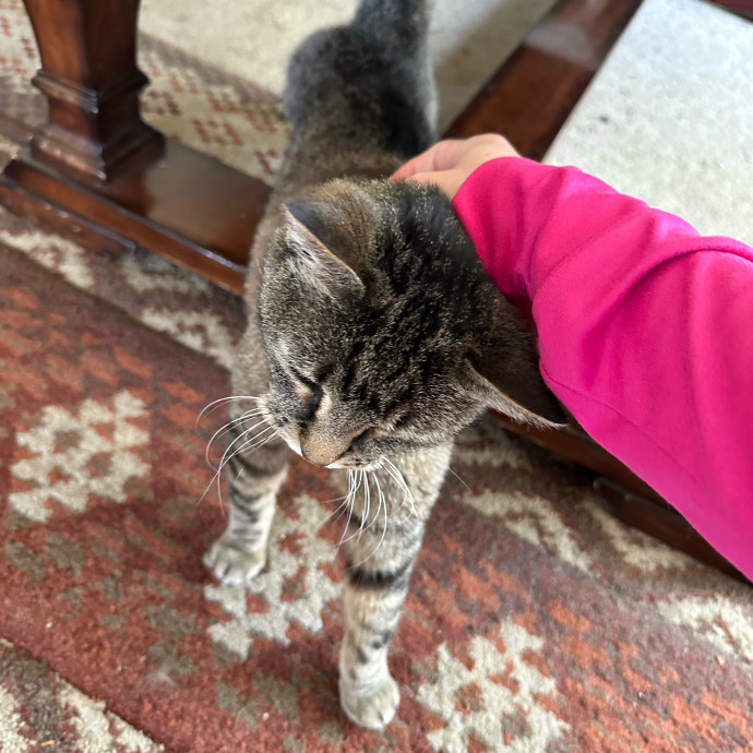 Heather's Humane Kitty Care