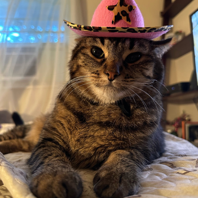 Heather's Humane Kitty Care