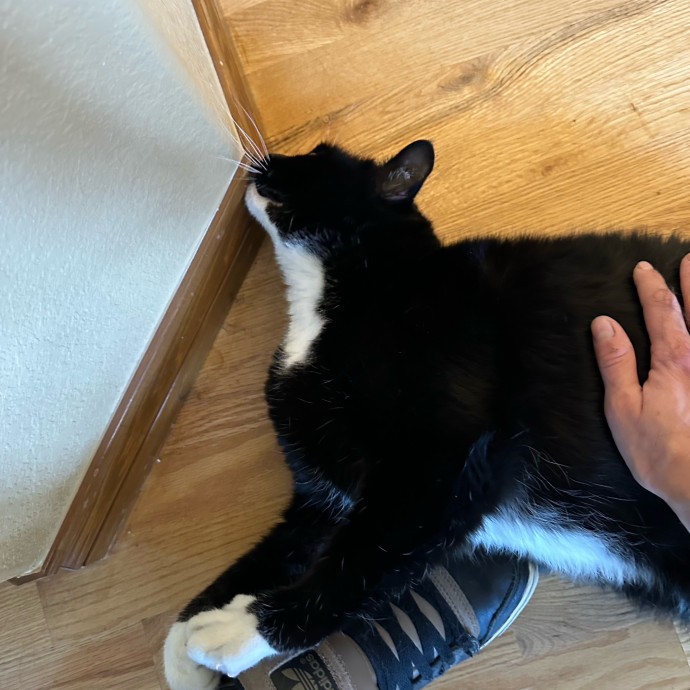 Heather's Humane Kitty Care
