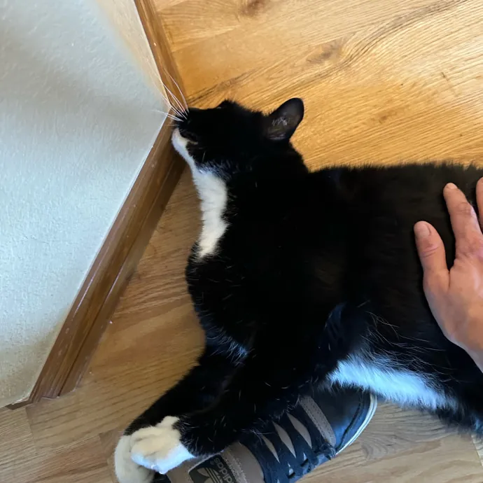 Heather's Humane Kitty Care