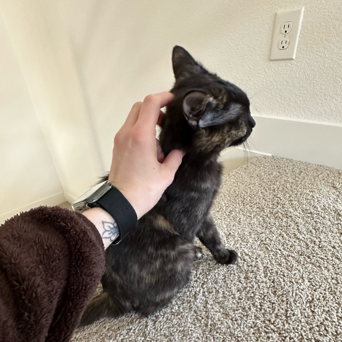 Heather's Humane Kitty Care