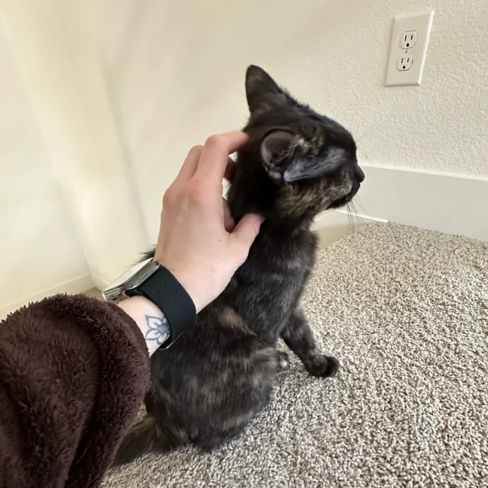 Heather's Humane Kitty Care