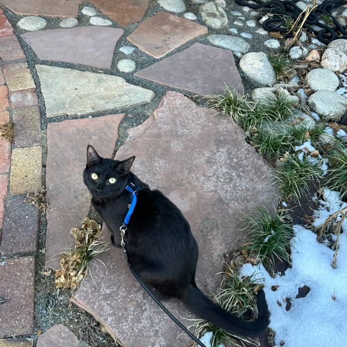 Heather's Humane Kitty Care