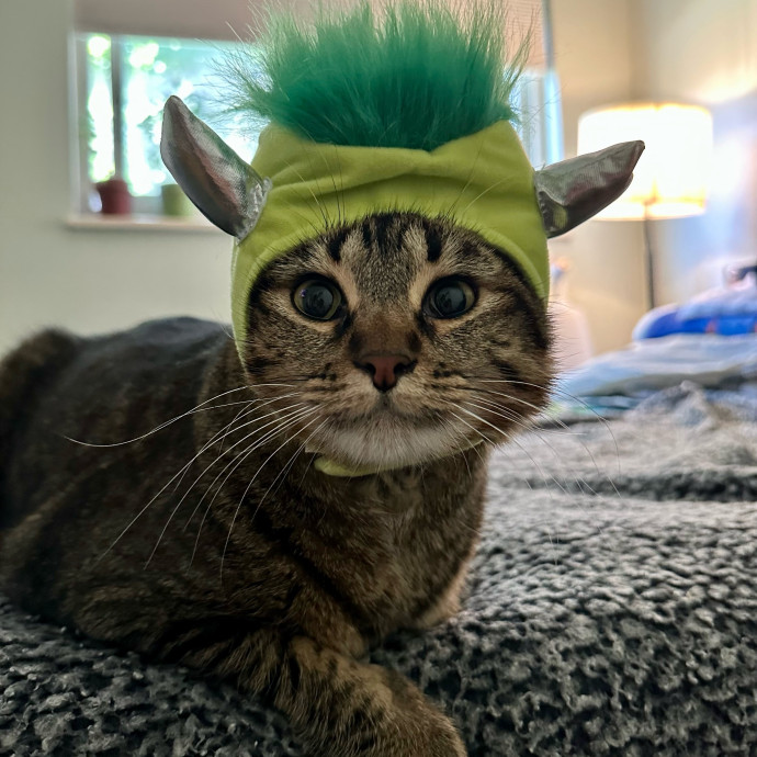 Heather's Humane Kitty Care