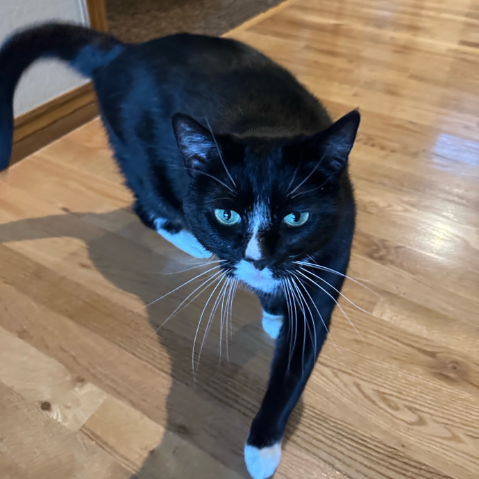 Heather's Humane Kitty Care