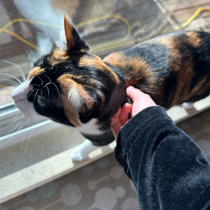 Heather's Humane Kitty Care photo 3