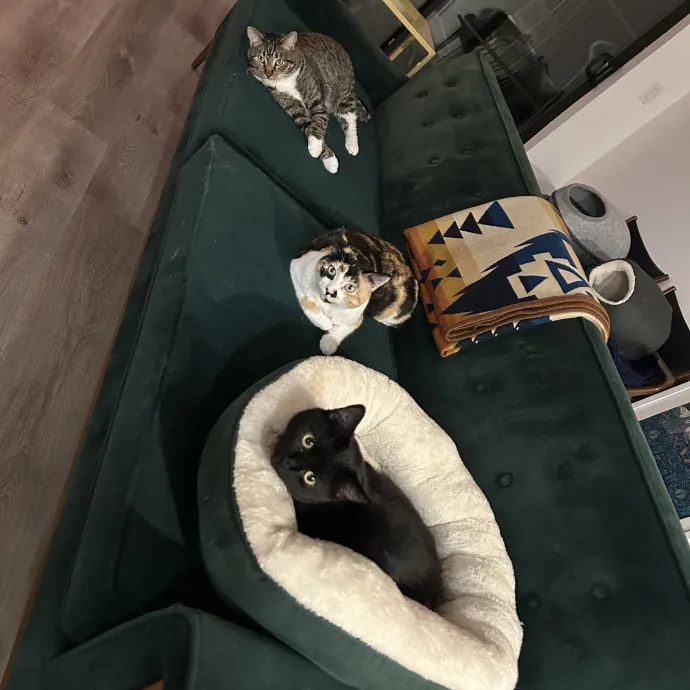 Darling Kitty Cat Care