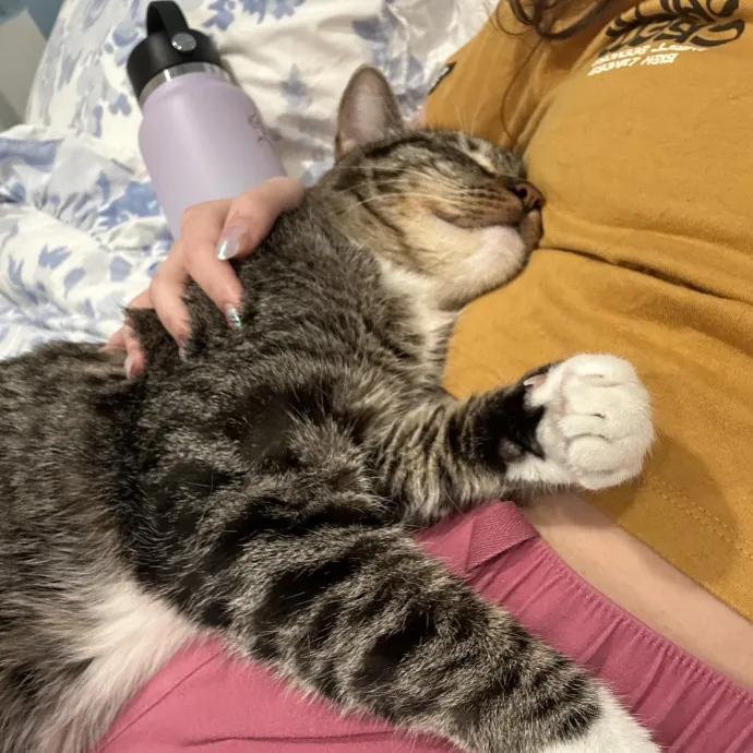 Darling Kitty Cat Care photo 4