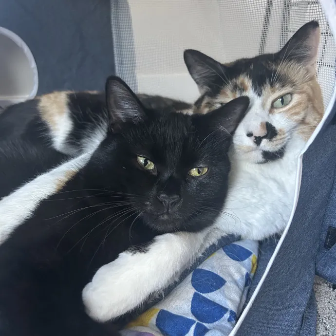 Darling Kitty Cat Care photo 3