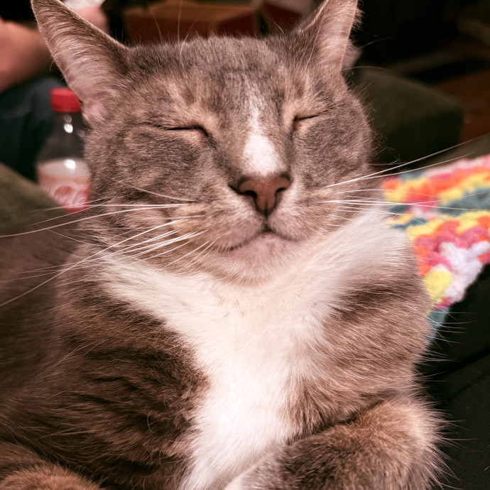 Feline Friends Nanny photo 3