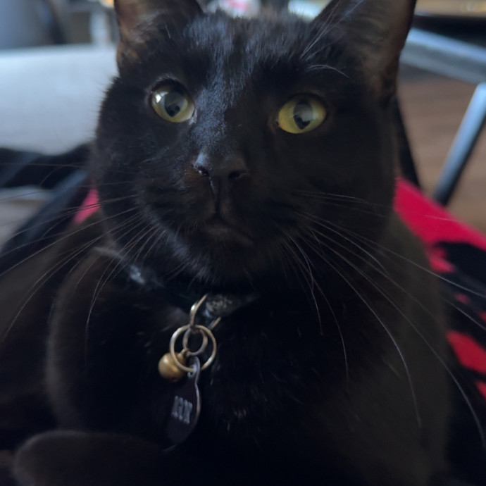 From Kittens To Geriatric 