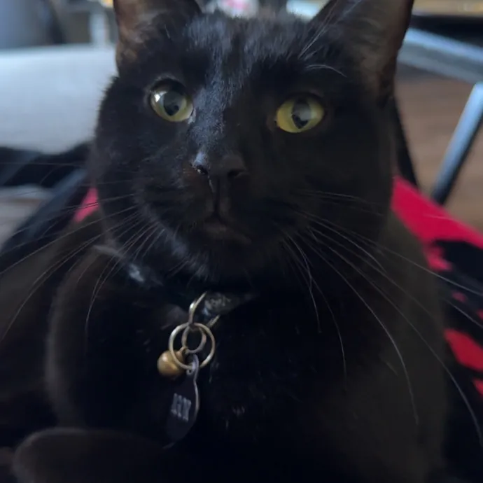 From Kittens To Geriatric 