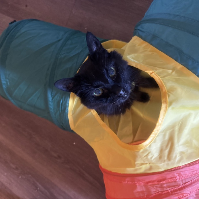 From Kittens To Geriatric 