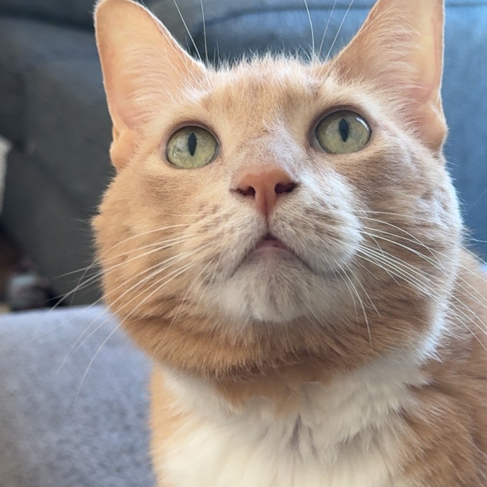 From Kittens To Geriatric 