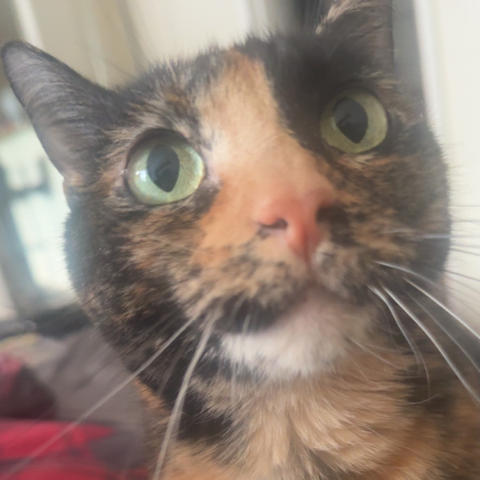 From Kittens To Geriatric 