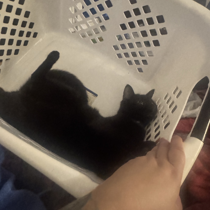 From Kittens To Geriatric 