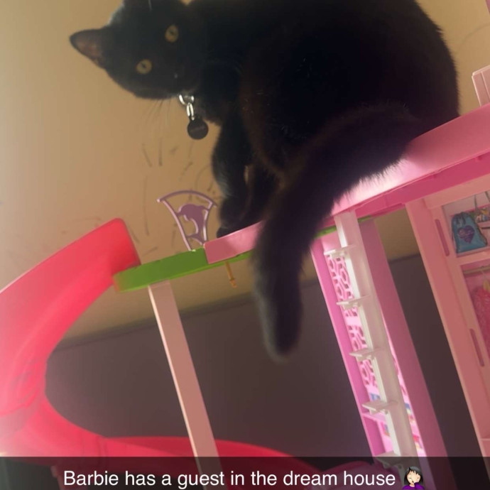 From Kittens To Geriatric 
