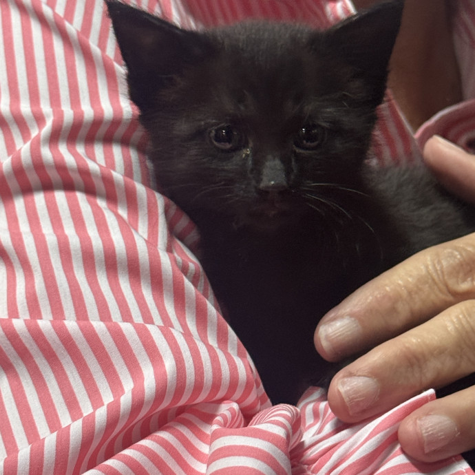 From Kittens To Geriatric  photo 3