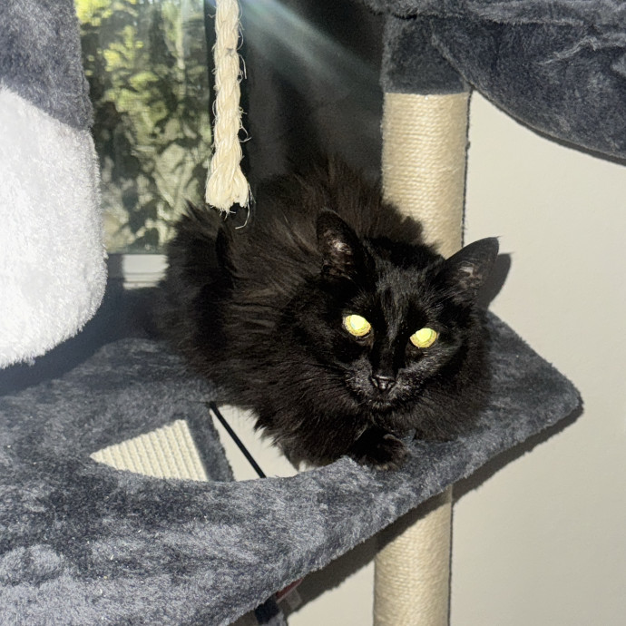 From Kittens To Geriatric  photo 2