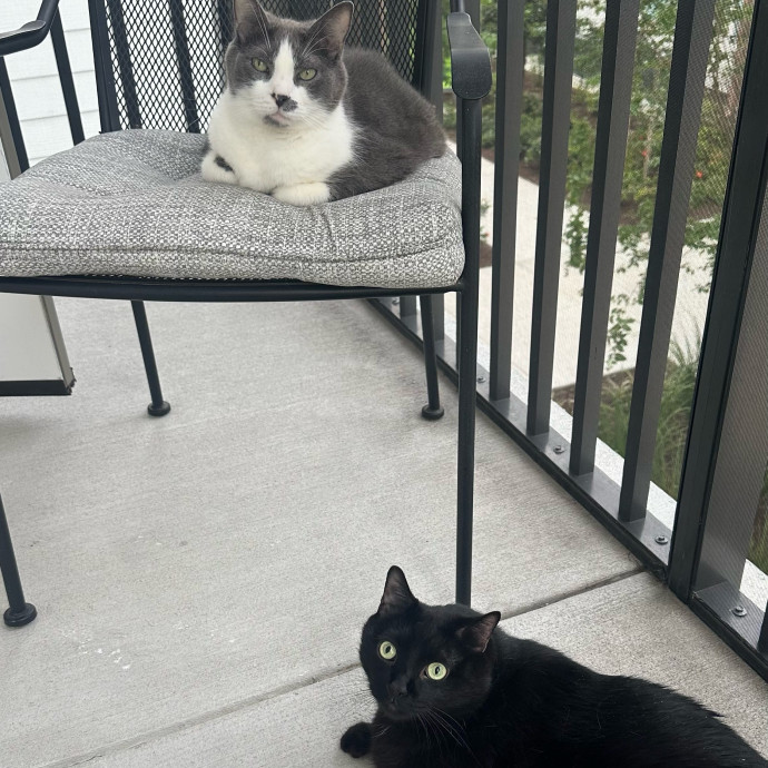 The Cat Whisperer