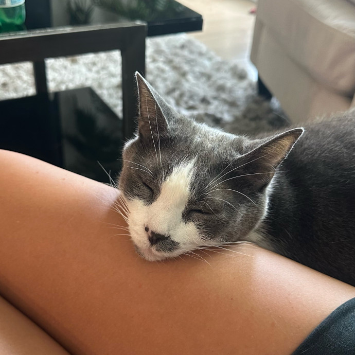 The Cat Whisperer