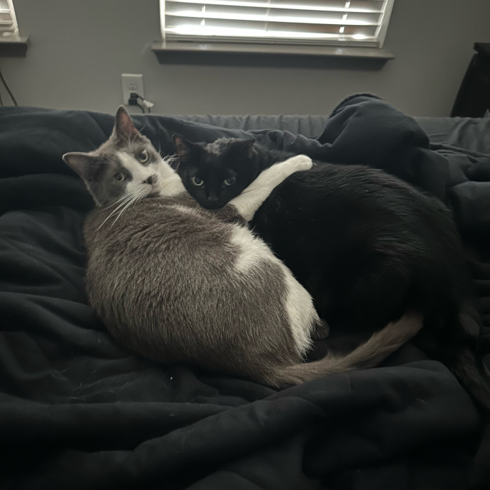 The Cat Whisperer photo 3