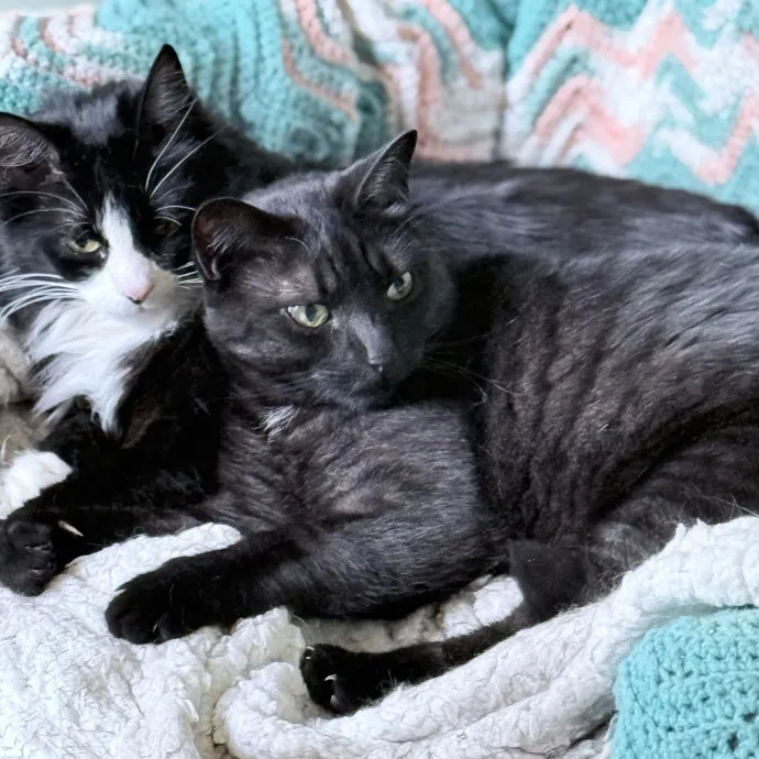 Cat Mom Of 37 Years