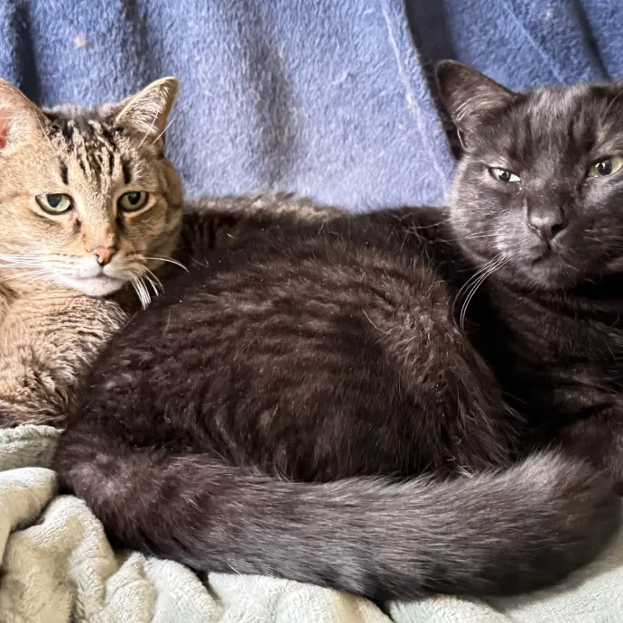 Cat Mom Of 37 Years