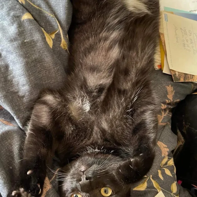 Cat Mom Of 37 Years
